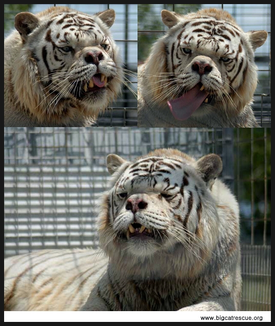 deformed white tigers.jpg