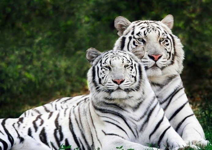 white tigers.jpg
